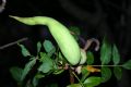Baizongia pistaciae
